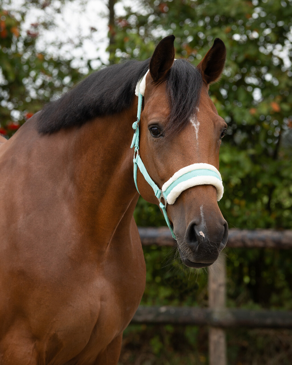 Недоуздок Кайли от Stable.by