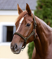 Недоуздок Атлетик от Stable.by