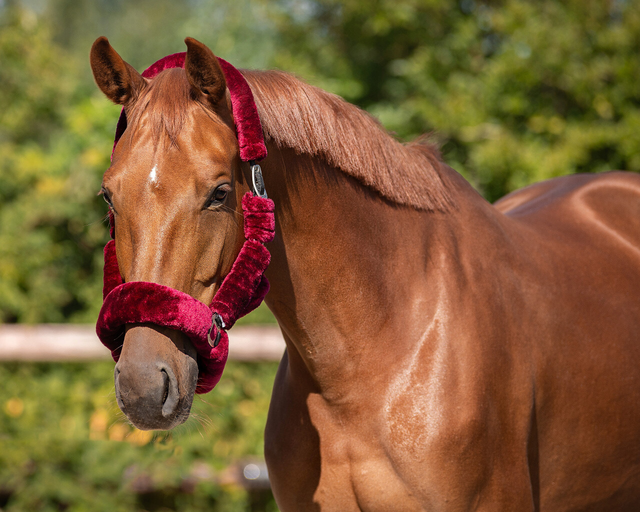 Недоуздок Аляска  от Stable.by